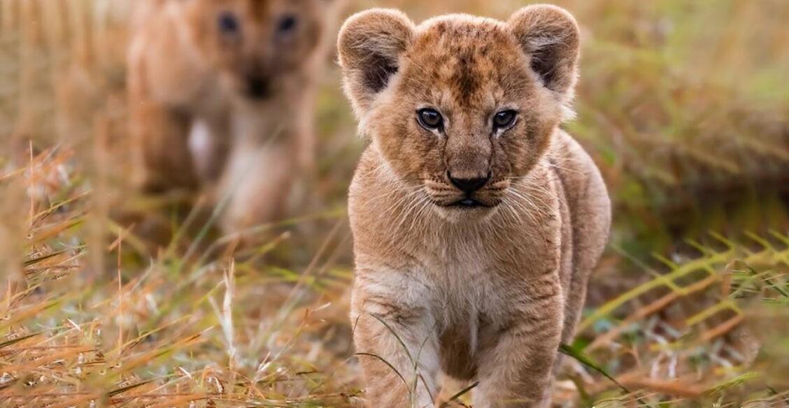 Детство Муфасы и другие истории. 10 невероятных фото диких животных