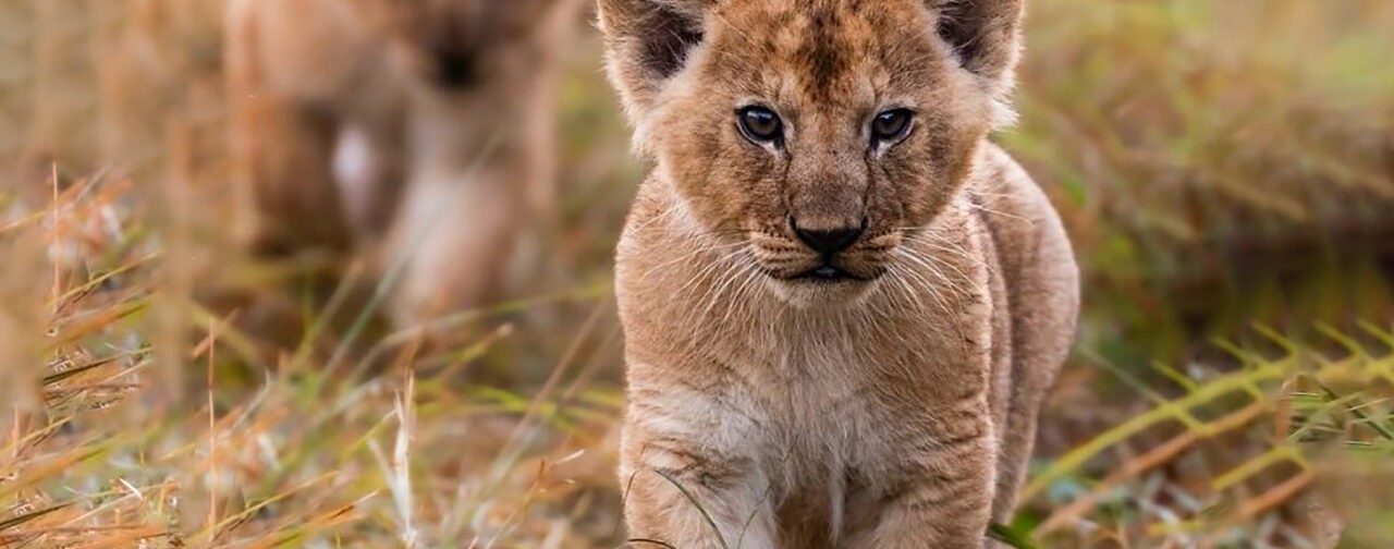 Детство Муфасы и другие истории. 10 невероятных фото диких животных