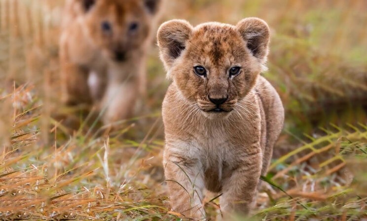 Детство Муфасы и другие истории. 10 невероятных фото диких животных