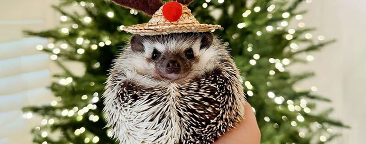 Скоро пробьют куранты! 10 фото с праздничным настроением