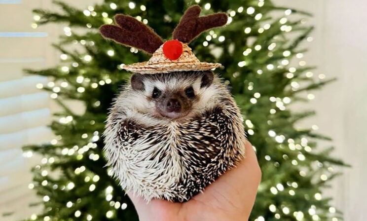 Скоро пробьют куранты! 10 фото с праздничным настроением