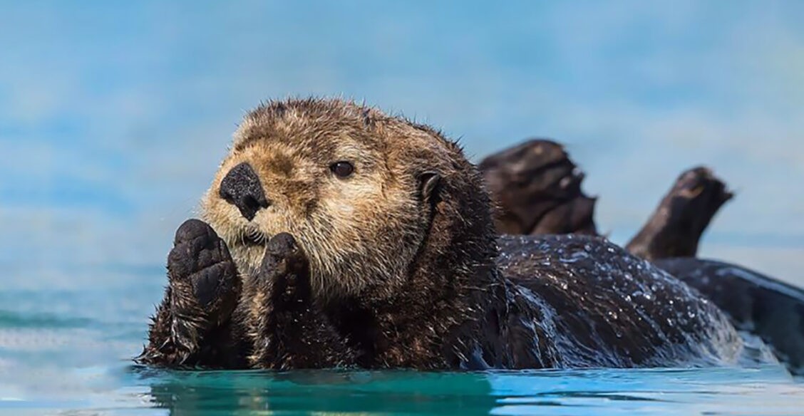 Милые львята, капибара на водопое и умиротворенная выдра. 10 необыкновенных фото диких животных