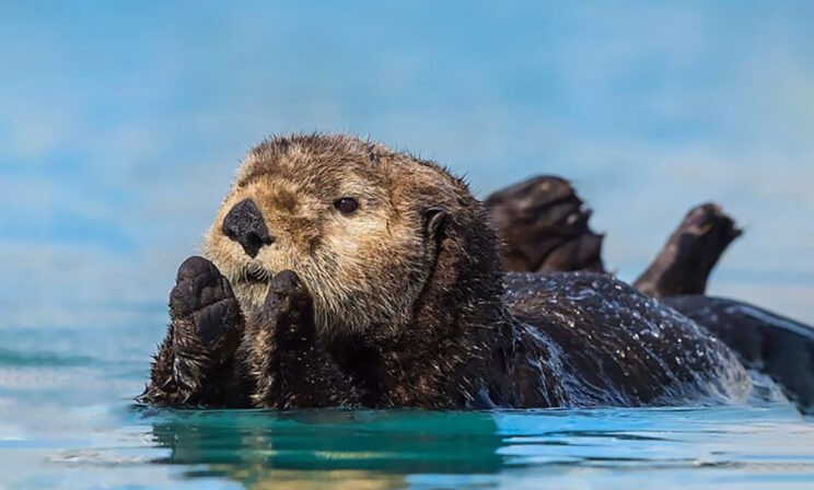 Милые львята, капибара на водопое и умиротворенная выдра. 10 необыкновенных фото диких животных