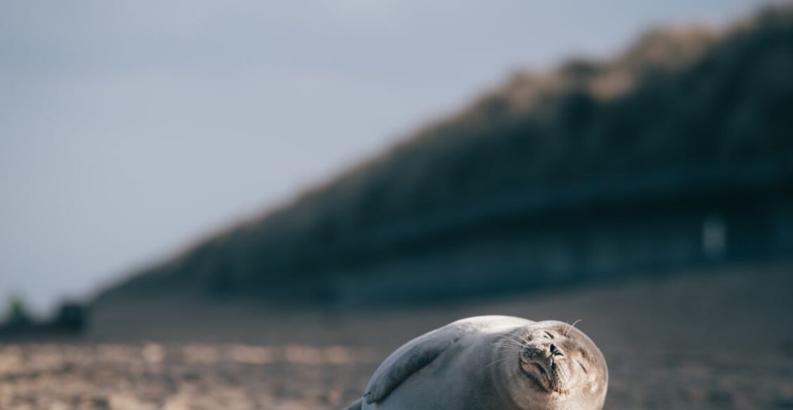 На побережье Каспия нашли более 320 погибших тюленей