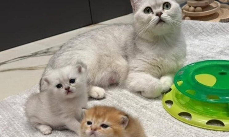 В Москве спасли кошку, упавшую с 29-го этажа: она выжила и родила двух котят