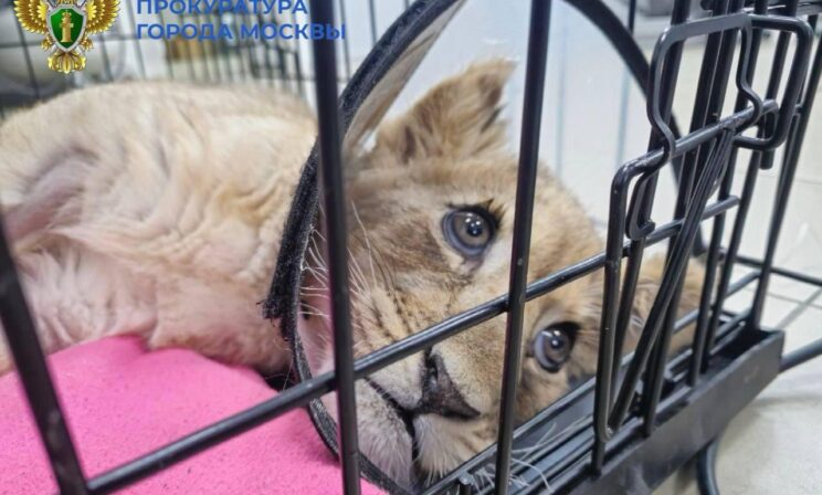 У московского блогера отобрали раненую львицу с переломами и истощением