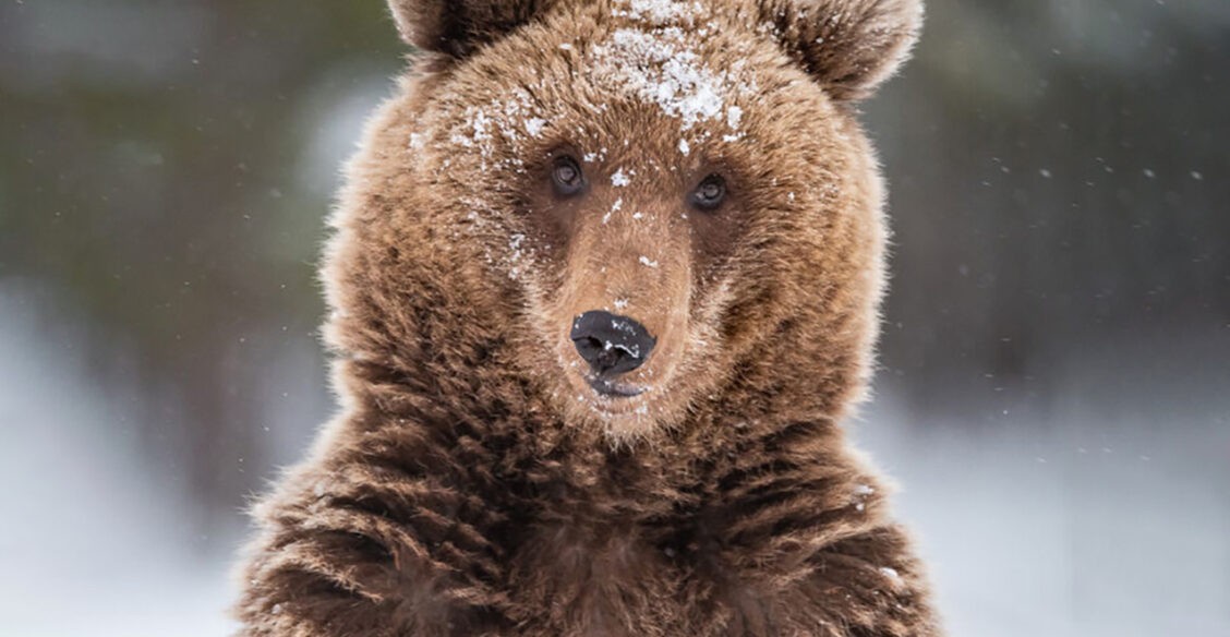 Медведь в заснеженном лесу. 10 зимних фото диких животных