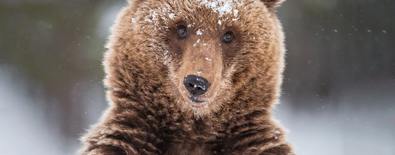 Медведь в заснеженном лесу. 10 зимних фото диких животных