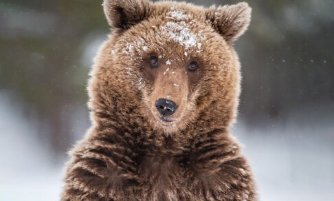 Медведь в заснеженном лесу. 10 зимних фото диких животных