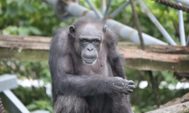 В Японии умерла самая известная в мире шимпанзе Ай