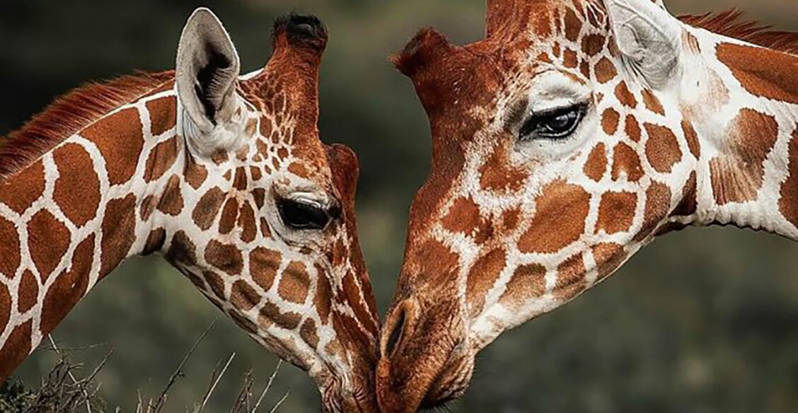 Немного нежности. 10 трогательных фото диких животных