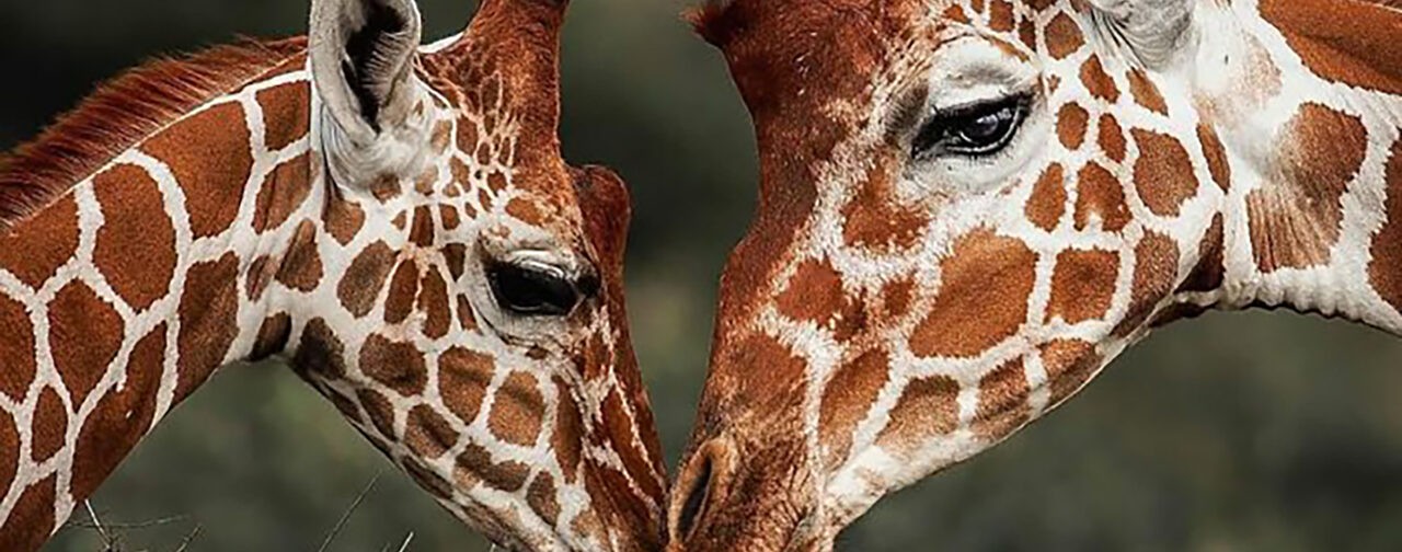 Немного нежности. 10 трогательных фото диких животных