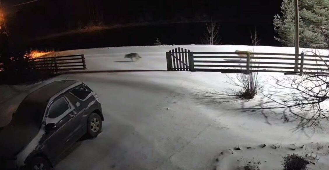 Школьнику из Карелии разрешили опаздывать на уроки из-за волков