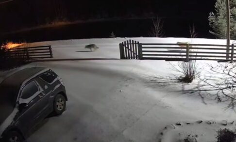 Школьнику из Карелии разрешили опаздывать на уроки из-за волков