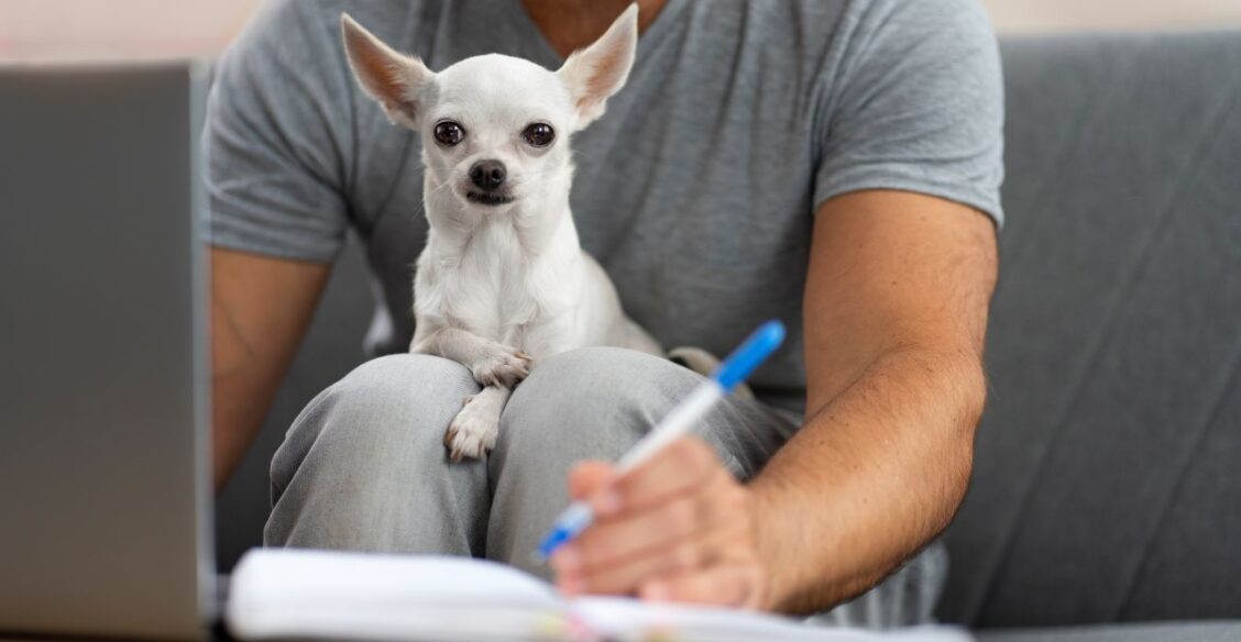 Комитет Госдумы одобрил введение обязательной регистрации домашних животных