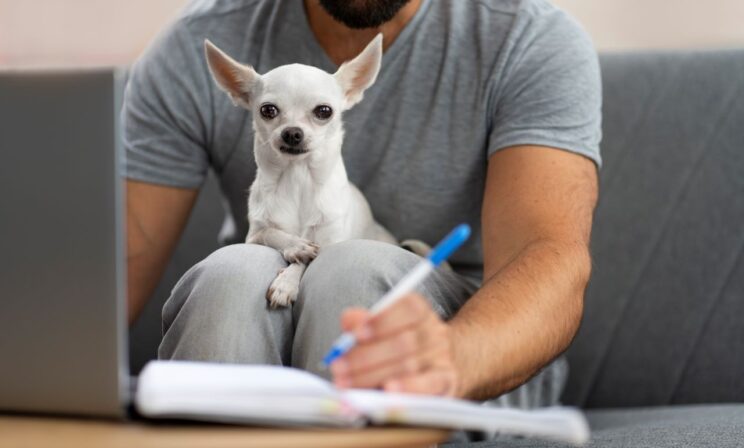 Комитет Госдумы одобрил введение обязательной регистрации домашних животных