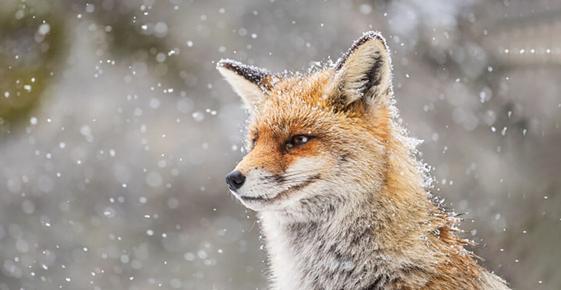 Лиса, медведь и морской котик ждут весны. Вдохновляющие фото диких животных