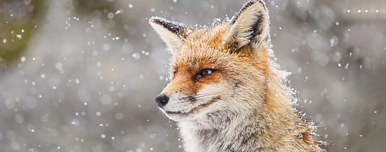 Лиса, медведь и морской котик ждут весны. Вдохновляющие фото диких животных