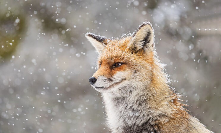 Лиса, медведь и морской котик ждут весны. Вдохновляющие фото диких животных