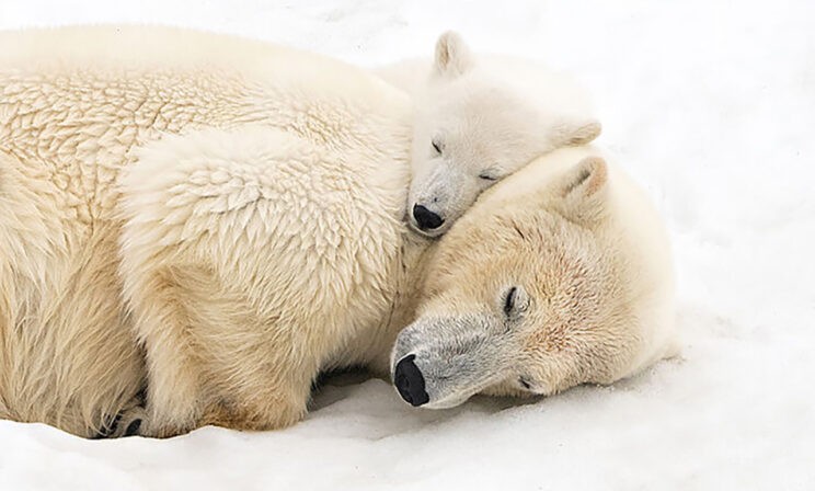 «Спят твои соседи — белые медведи...» Невероятные фото диких животных