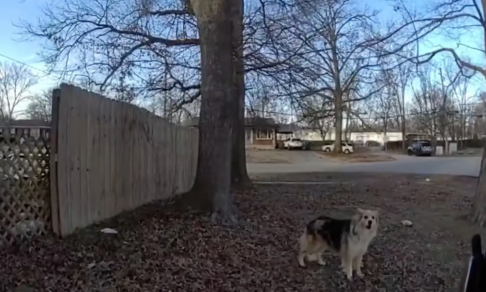 В США бездомная собака помогла полиции найти трехлетнего ребенка