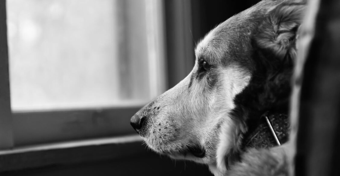 В Бразилии разрешили хоронить питомцев с хозяевами