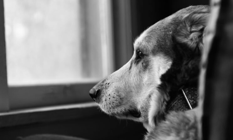 В Бразилии разрешили хоронить питомцев с хозяевами