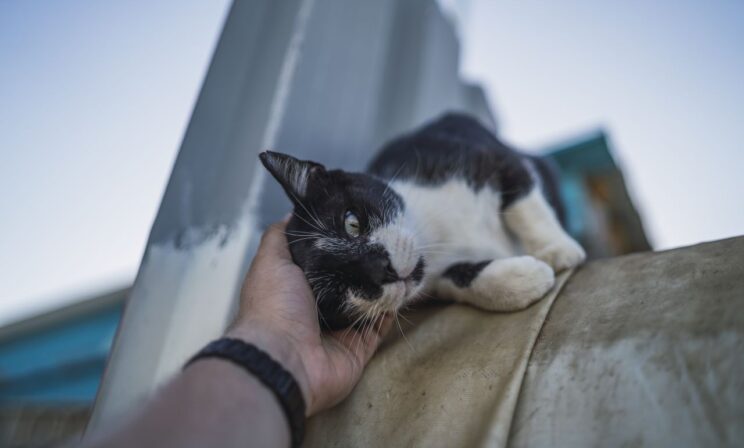Спасенный на пожаре кот Васька стал талисманом нижегородских спасателей