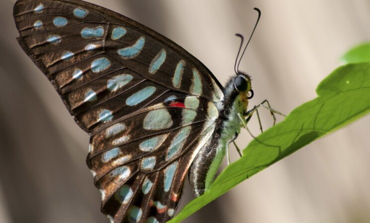 Космическая бабочка: в Китае объявили о рождении насекомого на орбите