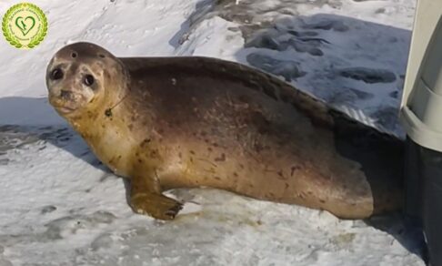 «Не похож ни на кого»: на Сахалине поймали загадочного тюленя-«Чебурашку»