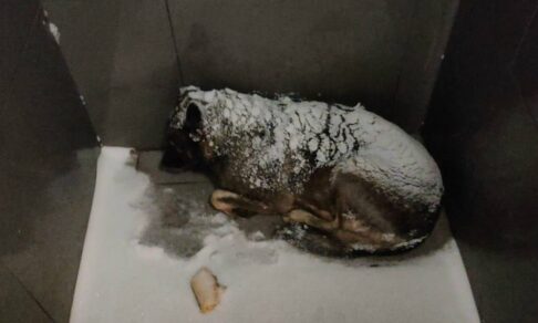 В Челябинске сеть пиццерий уволила курьера, накрывшего собаку фирменным пледом