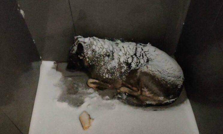 В Челябинске сеть пиццерий уволила курьера, накрывшего собаку фирменным пледом