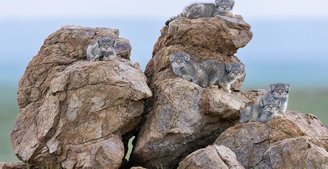 Семейство манулов, арктический волк и мурена. Лучшие фото диких животных