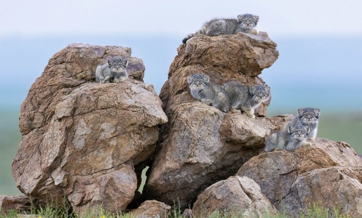 Семейство манулов, арктический волк и мурена. Лучшие фото диких животных