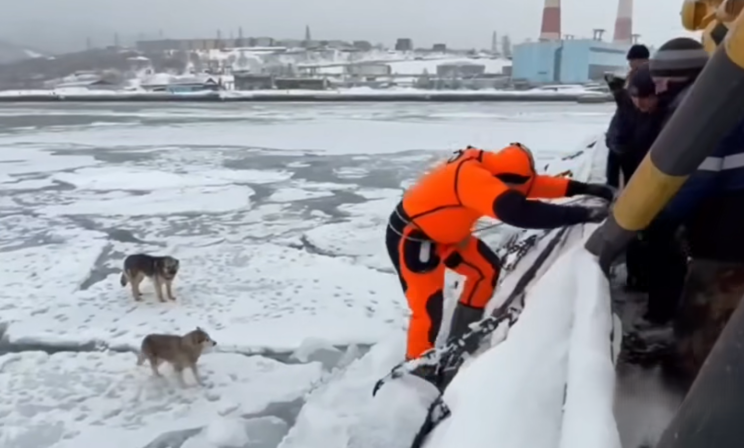 На Камчатке спасли двух собак, несколько дней дрейфовавших на льдинах