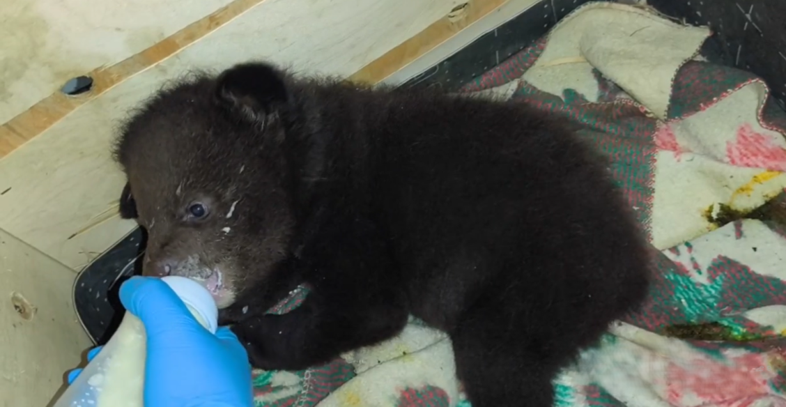 В Приморье спасли осиротевших гималайских медвежат