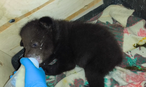 В Приморье спасли осиротевших гималайских медвежат