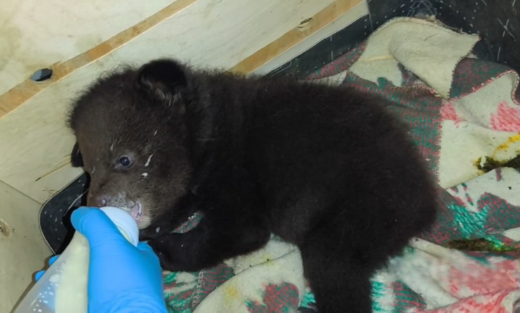 В Приморье спасли осиротевших гималайских медвежат