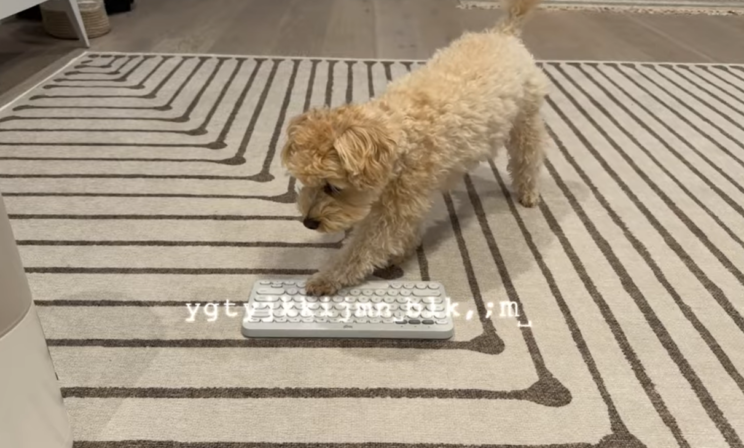 Нейросеть создала игру на основе случайных нажатий собаки по клавиатуре