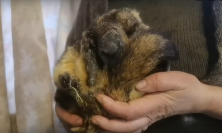 Весны не будет: сурок Филимон из Ленобласти проспал свое главное предсказание