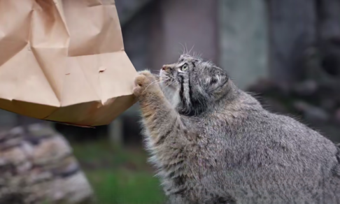 Манулу Тимофею не могут найти 