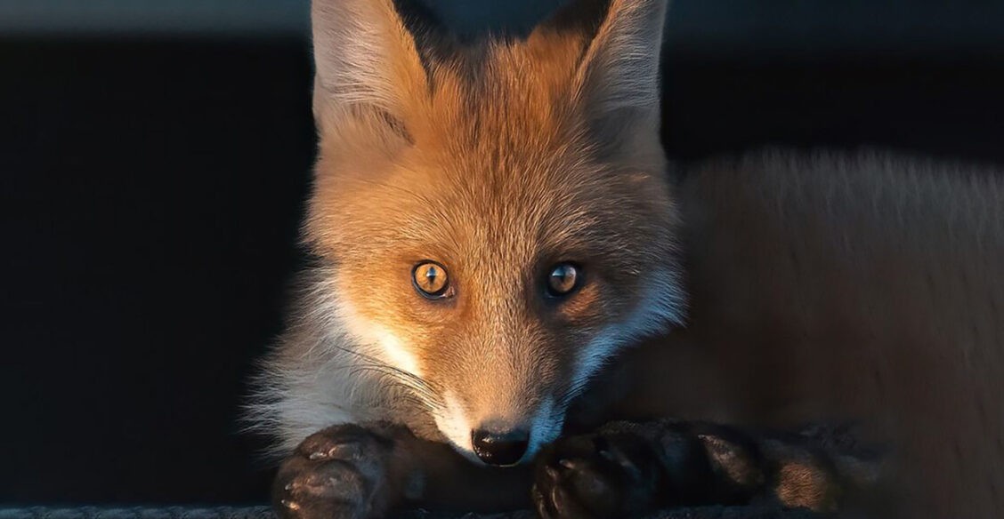 Посмотри в глаза лисы. 10 невероятных портретов диких животных
