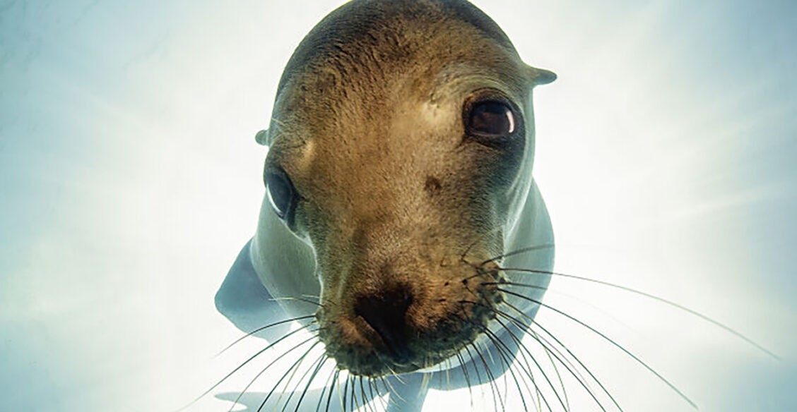 Морской лев, верблюд на розовом озере и завтрак белки-летяги. Невероятные фото диких животных