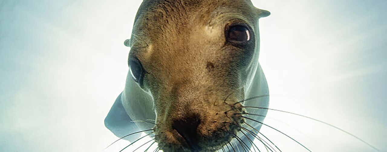 Морской лев, верблюд на розовом озере и завтрак белки-летяги. Невероятные фото диких животных