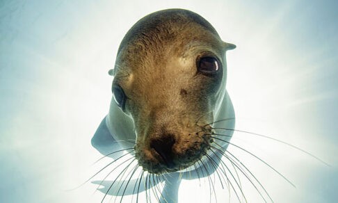 Морской лев, верблюд на розовом озере и завтрак белки-летяги. Невероятные фото диких животных