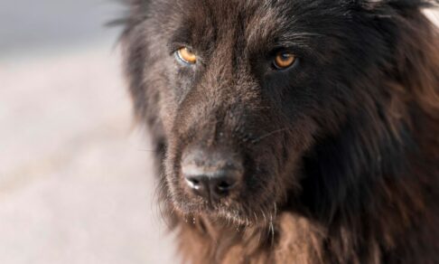 В школе Кузбасса бродячая собака покусала ученицу прямо на уроке