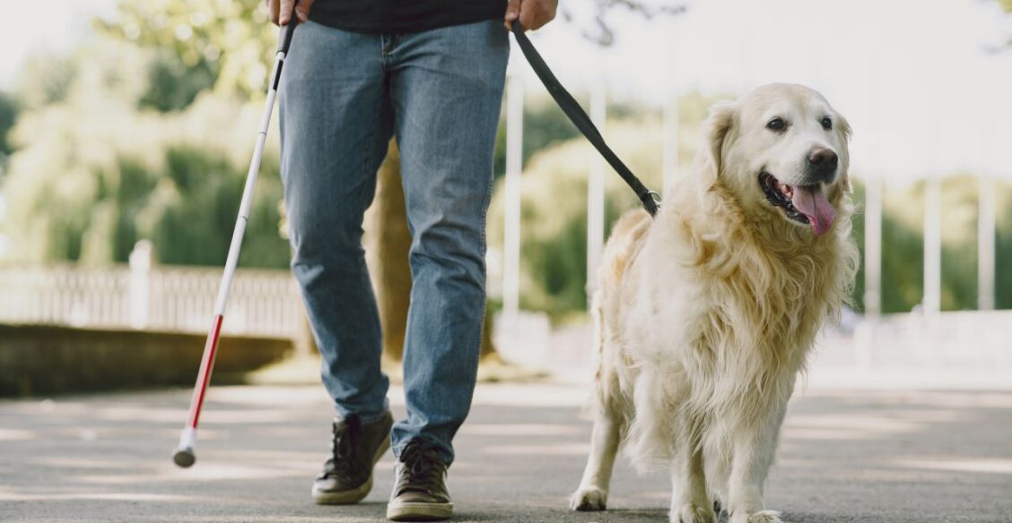 С июля в России заработает ГОСТ с требованиями к собакам-проводникам