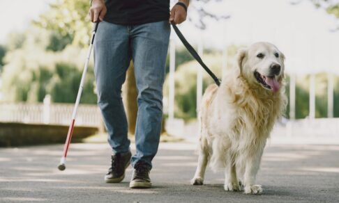 С июля в России заработает ГОСТ с требованиями к собакам-проводникам