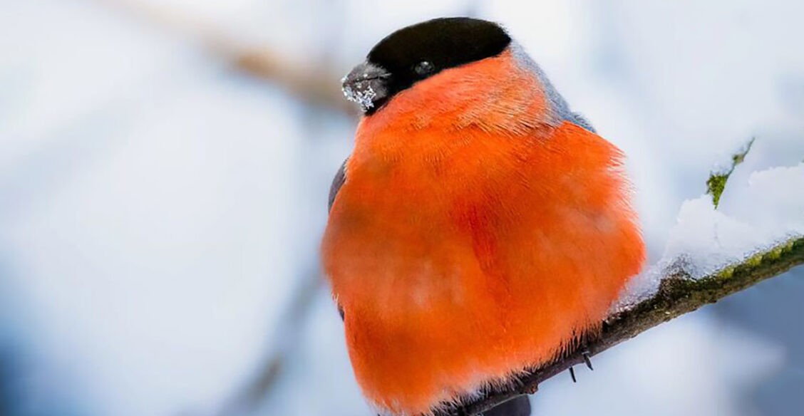Смотри, снегирь! 10 невероятных фото диких животных