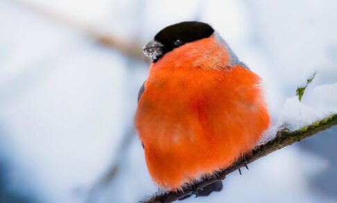 Смотри, снегирь! 10 невероятных фото диких животных